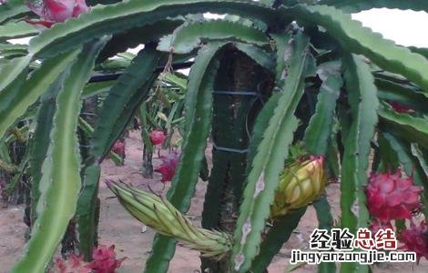 火龙果的田间管理技术 火龙果田间管理技术视频