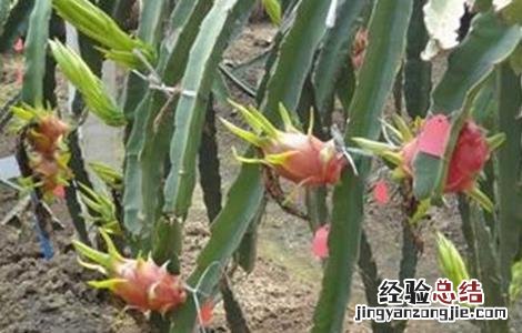 火龙果的田间管理技术 火龙果田间管理技术视频