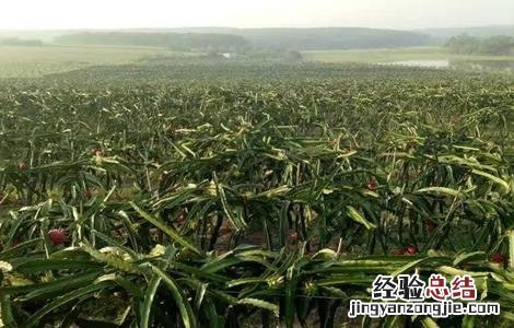 火龙果的田间管理技术 火龙果田间管理技术视频