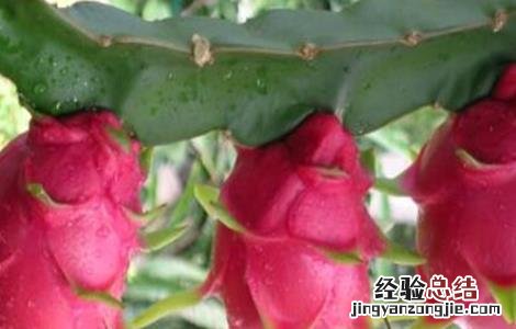 火龙果的田间管理技术 火龙果田间管理技术视频