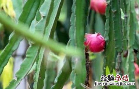 火龙果的田间管理技术 火龙果田间管理技术视频