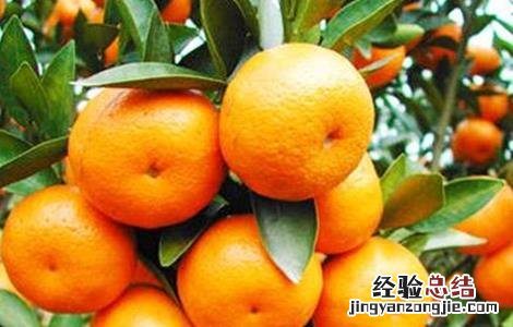 适合秋季种植的水果以及种植环境 适合秋季种植的水果