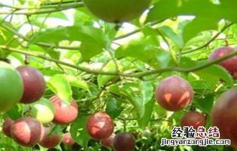 适合秋季种植的水果以及种植环境 适合秋季种植的水果