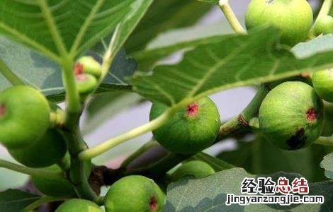 无花果种植的注意事项 无花果栽种注意事项