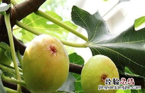 无花果种植的注意事项 无花果栽种注意事项