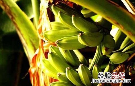 香蕉树的管理方法 香蕉的管理方法