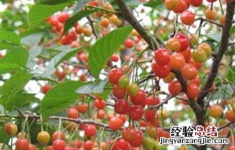 樱桃种植的日常管理 樱桃种植的日常管理要点