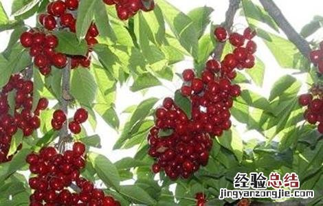 樱桃种植的日常管理 樱桃种植的日常管理要点