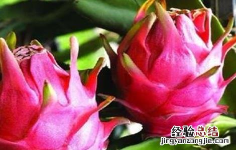 火龙果的种植技术和条件 种植火龙果需要什么条件