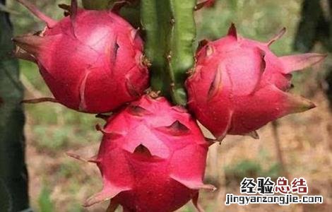 火龙果的种植技术和条件 种植火龙果需要什么条件