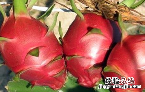 火龙果的种植技术和条件 种植火龙果需要什么条件