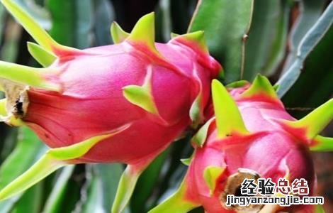 火龙果的种植技术和条件 种植火龙果需要什么条件