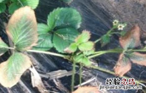 草莓常见病害及防治 草莓所有病害