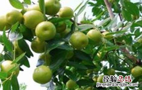 杏树坐果率低的原因及对策 杏树坐果率低的原因及对策论文