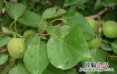 杏树坐果率低的原因及对策 杏树坐果率低的原因及对策论文