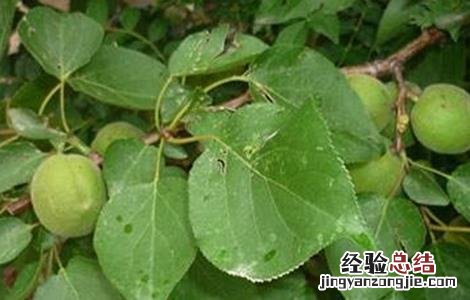 杏树坐果率低的原因及对策 杏树坐果率低的原因及对策论文