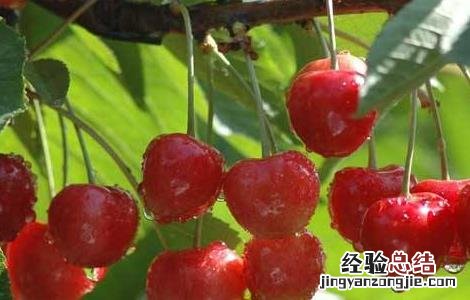 樱桃采摘后怎么管理 樱桃采摘后怎么管理的