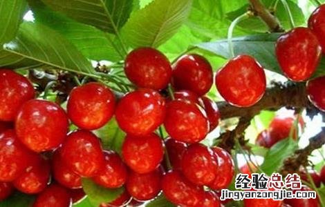 樱桃采摘后怎么管理 樱桃采摘后怎么管理的