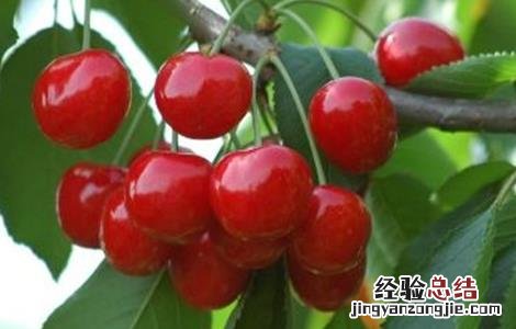 樱桃采摘后怎么管理 樱桃采摘后怎么管理的