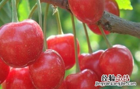 樱桃采摘后怎么管理 樱桃采摘后怎么管理的