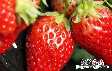 草莓高产栽培技术要点 草莓高产栽培技术