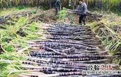 甘蔗采收注意事项 甘蔗怎么采收