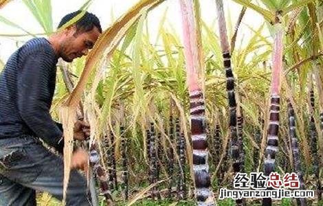甘蔗采收注意事项 甘蔗怎么采收