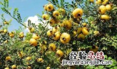 刺梨高产栽培方法 刺梨高产栽培方法有哪些