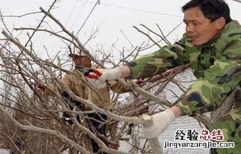石榴树秋冬季管理要点是什么 石榴树秋冬季管理要点