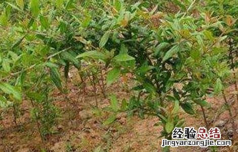 石榴树秋冬季管理要点是什么 石榴树秋冬季管理要点