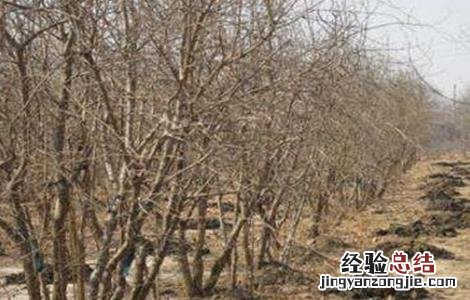 石榴树秋冬季管理要点是什么 石榴树秋冬季管理要点