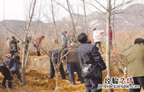 石榴树秋冬季管理要点是什么 石榴树秋冬季管理要点
