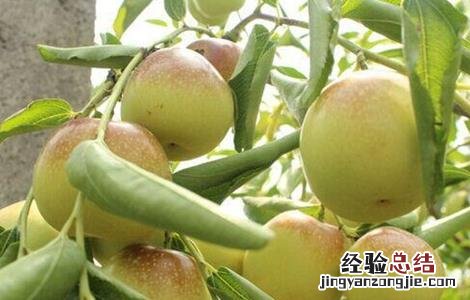 冬枣怎么种好 冬枣怎么种好看