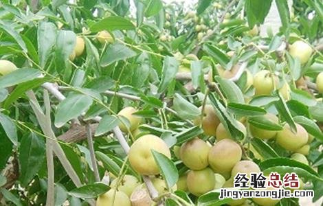 冬枣怎么种好 冬枣怎么种好看