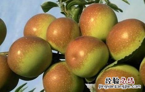 冬枣怎么种好 冬枣怎么种好看