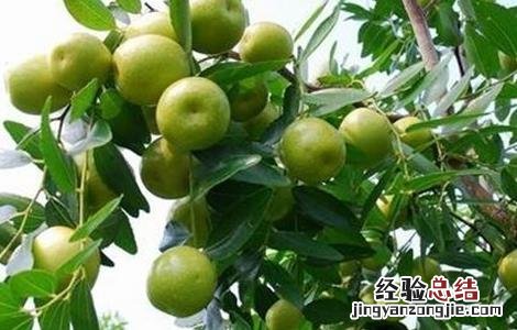 冬枣怎么种好 冬枣怎么种好看