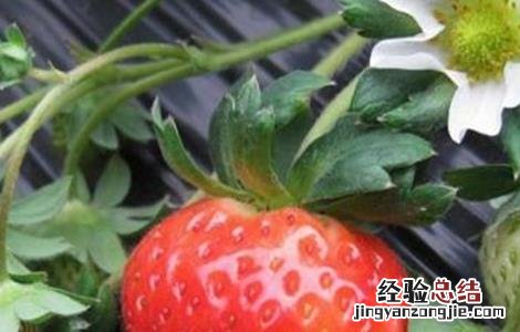 牛奶草莓的种植技术与管理 牛奶草莓的种植技术