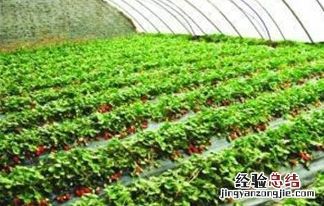 牛奶草莓的种植技术与管理 牛奶草莓的种植技术