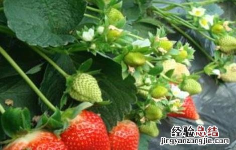牛奶草莓的种植技术与管理 牛奶草莓的种植技术