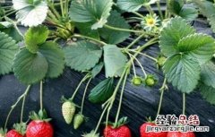 牛奶草莓的种植技术与管理 牛奶草莓的种植技术