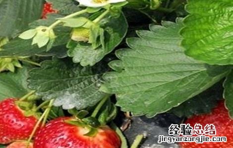 牛奶草莓的种植技术与管理 牛奶草莓的种植技术