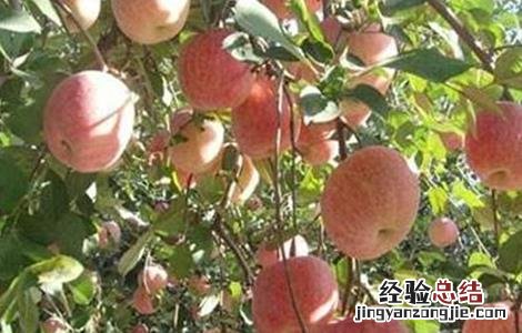 苹果着色不良的原因及解决方法 苹果不着色怎么办
