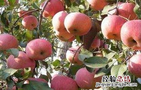 苹果着色不良的原因及解决方法 苹果不着色怎么办