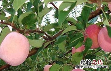 苹果着色不良的原因及解决方法 苹果不着色怎么办