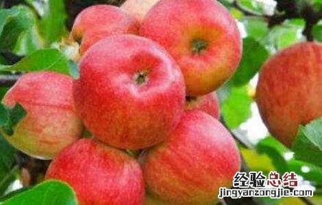 苹果着色不良的原因及解决方法 苹果不着色怎么办