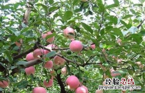 苹果着色不良的原因及解决方法 苹果不着色怎么办