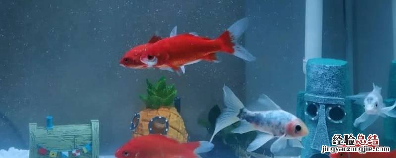 自来水能养鱼吗 自来水能养鱼吗,为什么鱼会死