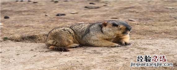 旱獭对地理环境的影响 旱獭对地理环境的影响有哪些