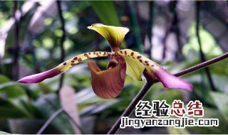 兜兰的花语和寓意是什么 兜兰的花语和寓意