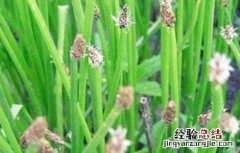 马蹄种植要求 马蹄种植的注意事项